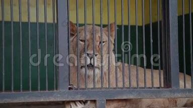 一只狮子在笼子里。 一只母狮子看着你，一只狮子转身躺在动物园的笼子里。 夏天的中午。